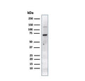 Western blot testing of human JEG-3 cell lysate with Placental Alkaline Phosphatase antibody (clone PL8-F6). Predicted molecular weight ~58 kDa but routinely visualized at 60-70 kDa.