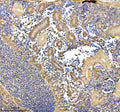 IHC staining of FFPE zebrafish kidney tissue with Zebrafish Eno1a antibody. HIER: boil tissue sections in pH8 EDTA for 20 min and allow to cool before testing.