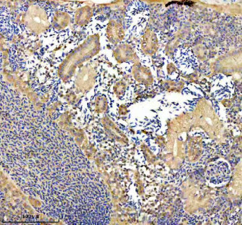 IHC staining of FFPE zebrafish kidney tissue with Zebrafish Eno1a antibody. HIER: boil tissue sections in pH8 EDTA for 20 min and allow to cool before testing.