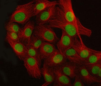 Immunofluorescent staining of FFPE human U-2 OS cells with LUC7L3 antibody (green) and Beta Tubulin mAb (red). HIER: steam section in pH6 citrate buffer for 20 min.