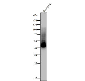 Western blot testing of rat heart tissue lysate using the Phospho-GLUT4 (Ser488) antibody at 1:1000 dilution for 1 hour at room temperature. Predicted molecular weight ~55 kDa and ~44 kDa (two isoforms).