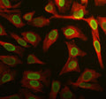 Immunofluorescent staining of APOBEC3C using anti-APOBEC3C antibody (green) and anti-Beta Tubulin antibody (red). APOBEC3C was detected in immunocytochemical section of HELA cell. Enzyme antigen retrieval was performed using IHC enzyme antigen retrieval reagent for 15 mins. The cells were blocked with 10% goat serum. And then incubated with 5 ug/ml rabbit anti-APOBEC3C antibody and mouse anti-Beta Tubulin antibody overnight at 4oC.