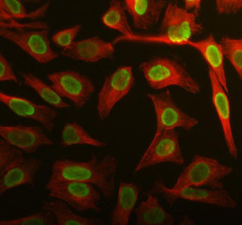 Immunofluorescent staining of APOBEC3C using anti-APOBEC3C antibody (green) and anti-Beta Tubulin antibody (red). APOBEC3C was detected in immunocytochemical section of HELA cell. Enzyme antigen retrieval was performed using IHC enzyme antigen retrieval reagent for 15 mins. The cells were blocked with 10% goat serum. And then incubated with 5 ug/ml rabbit anti-APOBEC3C antibody and mouse anti-Beta Tubulin antibody overnight at 4oC.