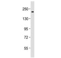 Western blot testing of mouse NIH3T3 cell lysate with DNA Polymerase alpha antibody at 1:2000. Predicted molecular weight ~166 kDa, observed at ~180 kDa.