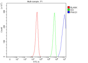 Flow Cytometry analysis of JK cells using anti-PHKG1 antibody. Overlay histogram showing JK cells stained with (Blue line). To facilitate intracellular staining, cells were fixed with 4% paraformaldehyde and permeabilized with permeabilization buffer. The cells were blocked with 10% normal goat serum. And then incubated with rabbit anti-PHKG1 antibody (1 ug/million cells) for 30 min at 20oC.