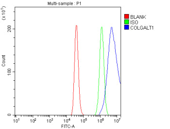 Flow Cytometry analysis of HEL cells using anti-COLGALT1 antibody. Overlay histogram showing HEL cells stained with (Blue line). To facilitate intracellular staining, cells were fixed with 4% paraformaldehyde and permeabilized with permeabilization buffer. The cells were blocked with 10% normal goat serum. And then incubated with rabbit anti-COLGALT1 antibody (1 ug/million cells) for 30 min at 20oC.