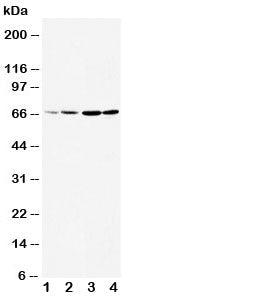 Western blot testing of DRD1 antibody and Lane 1: rat testis; 2: rat brain; 3: U87; 4: HeLa cell lysate. The larger than expected size may be due to glycosylation, phosphorylation or DRD1 heterodimerizing with another dopamine receptor (Ref 1).