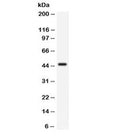 Western blot testing of mouse lung lysate with CD33 antibody. Predicted molecular weight is 40-67 kDa depending on glycosylation level.