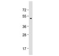 Western blot testing of human brain lysate with BMP8B antibody at 1:2000. Predicted molecular weight ~45 kDa.