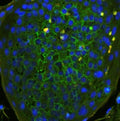 Immunofluorescent staining of FFPE human tonsil with CD44 antibody (green) at 1ug/ml and DAPI nuclear stain (blue). HIER: steam section in pH6 citrate buffer for 20 min.