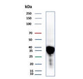 Western blot testing of human liver tissue lysate with APOE antibody (clone APOE/3673). Predicted molecular weight: 34-37 kDa.