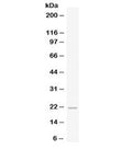 Western blot testing of human placenta lysate with CSB antibody at 0.5ug/ml. Predicted molecular weight: ~21 kDa.
