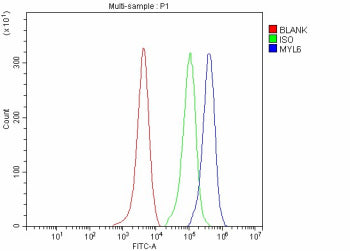 Flow Cytometry analysis of human Hela cells using anti-MYL6 antibody. Overlay histogram showing Hela cells stained with (Blue line). To facilitate intracellular staining, cells were fixed with 4% paraformaldehyde and permeabilized with permeabilization buffer. The cells were blocked with 10% normal goat serum. And then incubated with rabbit anti-MYL6 antibody (1 ug/million cells) for 30 min at 20oC.
