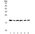 Western blot testing of mouse 1) brain, 2) spleen, 3) heart, 4) liver, 5) kidney and 6) testis lysate with Il-10 antibody at 0.5ug/ml. Predicted molecular weight ~20 kDa.