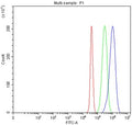 Flow cytometry testing of fixed human JK cells with PCDHGC3 antibody at 1ug/million cells (blocked with goat sera); Red=cells alone, Green=isotype control, Blue= PCDHGC3 antibody.