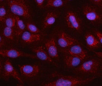 Immunofluorescent staining of FFPE human A549 cells with Heat shock 70 kDa protein 12A antibody (red) and DAPI nuclear stain (blue). HIER: steam section in pH6 citrate buffer for 20 min.