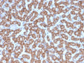 IHC testing of FFPE human liver tissue with Prohibitin antibody (clone PHB/3227). Required HIER: boil tissue sections in pH6, 10mM citrate buffer, for 10-20 min followed by cooling at RT for 20 min.