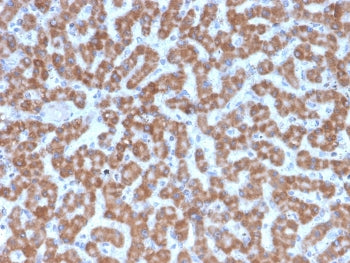 IHC testing of FFPE human liver tissue with Prohibitin antibody (clone PHB/3227). Required HIER: boil tissue sections in pH6, 10mM citrate buffer, for 10-20 min followed by cooling at RT for 20 min.