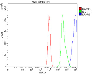 Flow Cytometry analysis of K562 cells using anti-LPAR5 antibody. Overlay histogram showing K562 cells stained with (Blue line). The cells were fixed with 4% paraformaldehyde and blocked with 10% normal goat serum. And then incubated with rabbit anti-LPAR5 antibody (1 ug/million cells) for 30 min at 20oC. DyLight 488 conjugated goat anti-rabbit IgG (5-10 ug/million cells) was used as secondary antibody for 30 min at 20oC.