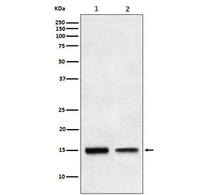 Western blot testing of human 1) HepG2 and 2) fetal liver lysate with TGFA antibody. Predicted molecular weight ~17 kDa.