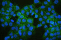 Immunofluorescent staining of FFPE human A431 cells with COMT antibody (green) and DAPI (blue). HIER: boil tissue sections in pH6, 10mM citrate buffer, for 20 min and allow to cool before testing.