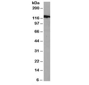 Western blot testing of mouse NSO lysate with DDB1 antibody at 1ug/ml. Predicted molecular weight: ~127 kDa.