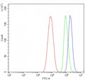 Flow cytometry testing of human HepG2 cells with CRYAA antibody at 1ug/million cells (blocked with goat sera); Red=cells alone, Green=isotype control, Blue= CRYAA antibody.