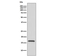 Western blot testing of human HepG2 cell lysate with COX IV antibody. Predicted molecular weight ~20 kDa.