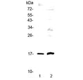 Western blot testing of 1) human A431 and 2) rat PC-12 cell lysate with Epigen antibody at 0.5ug/ml. Predicted molecular weight ~17 kDa.