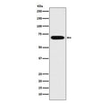 Western blot testing of human HeLa cell lysate with PRC1 antibody. Expected molecular weight ~70-80 kDa, may be observed as a doublet.