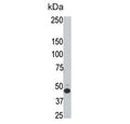 Western blot testing of rat testis lysate with HtrA3 antibody. Predicted molecular weight ~49 kDa.