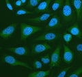 Immunofluorescent staining of NANS using anti-NANS antibody (green). NANS was detected in an immunocytochemical section of Hela cells. Enzyme antigen retrieval was performed using IHC enzyme antigen retrieval reagent for 15 mins. The cells were blocked with 10% goat serum. And then incubated with 5 ug/ml rabbit anti-NANS antibody overnight at 4oC. DyLight 488 Conjugated Goat Anti-Rabbit IgG was used as secondary antibody at 1:500 dilution and incubated for 30 min at 37oC.