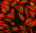 Immunofluorescent staining of PHF8 using anti-PHF8 antibody (green) and anti-Beta Tubulin antibody (red). PHF8 was detected in an immunocytochemical section of HELA cells. Enzyme antigen retrieval was performed using IHC enzyme antigen retrieval reagent for 15 mins. The cells were blocked with 10% goat serum. And then incubated with 5 ug/ml rabbit anti-PHF8 antibody and mouse anti-Beta Tubulin antibody overnight at 4oC.