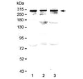 Western blot testing of human 1) HeLa, 2) SW620 and 3) MDA-MB-231 lysate with TPR antibody at 0.5ug/ml. Predicted molecular weight ~267 kDa.