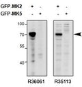 Western blot of HEK293 lysate overexpressing mouse MK2/MAPKAPK2-GFP or overexpressing MK5-GFP and probed with MAPKAPK2 antibody (0.5ug/ml, <a href=../tds/mapkapk2-antibody-r36061>catalog # R36061</a>) in the left panel and with MAPKAPK2 antibody (0.5ug/ml, cat # R35113) in the right panel.