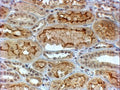 IHC testing of FFPE human kidney with COL4A3 antibody at 4ug/ml. HIER: steamed with pH6 citrate buffer, HRP-staining.