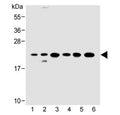 Western blot testing of 1) human HeLa, 2) human 293/T17, 3) mouse C2C12, 4) rat C6, 5) human HT-29 and 6) rat PC-12 cell lysate with KRAS antibody at 1:500. Expected molecular weight: 20-25 kDa.