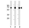 Western blot testing of GLAST antibody at 1:8000: Lane 1) human brain, 2) mouse brain and 3) mouse cerebellum lysate. Predicted molecular weight: 55-60 kDa.