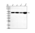 Western blot analysis of GHDC using anti-GHDC antibody. Electrophoresis was performed on a 10% SDS-PAGE gel at 80V (Stacking gel) / 120V (Resolving gel) for 2 hours. Lane 1: human 293T whole cell lysates, Lane 2: human HEL whole cell lysates, Lane 3: human THP-1 whole cell lysates, Lane 4: human HepG2 whole cell lysates. After electrophoresis, proteins were transferred to a nitrocellulose membrane at 150 mA for 50-90 min. Blocked the membrane with 5% non-fat milk/TBS for 1.5 hour at RT.