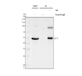 Immunoprecipitation of ELF3 in whole cell lysate. Western blot analysis of ELF3 using anti-ELF3 antibody. Lane 1: whole cell lysates (30ug), Lane 2: Rabbit control IgG instead of anti-ELF3 antibody in whole cell lysate, Lane 3: anti-ELF3 antibody (2ug) + whole cell lysate (500ug). After electrophoresis, proteins were transferred to a membrane. Then the membrane was incubated with rabbit anti-ELF3 antibody at a dilution of 0.5 ug/ml and probed with a goat anti-rabbit IgG-HRP secondary antibody.
