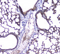 IHC staining of FFPE mouse lung with AQP5 antibody at 1ug/ml. HIER: boil tissue sections in pH6, 10mM citrate buffer, for 10-20 min followed by cooling at RT for 20 min.