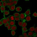 Immunofluorescent staining of FFPE human HepG2 cells with anti-TNF-alpha antibody (green) and RedDot nuclear stain (red).
