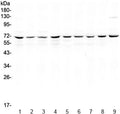 Western blot testing of human 1) HeLa, 2) Jurkat, 3) MCF7, 4) COLO320, 5) U-87 MG, 6) A549, 7) rat thymus, 8) mouse thymus and 9) mouse testis lysate with cIAP1 antibody at 0.5ug/ml. Predicted molecular weight ~70 kDa.