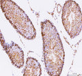 Immunohistochemical staining of STK16 using anti-STK16 antibody. STK16 was detected in a paraffin-embedded section of mouse testis tissue. Heat mediated antigen retrieval was performed in EDTA buffer (pH 8.0, epitope retrieval solution). The tissue section was blocked with 10% goat serum. The tissue section was then incubated with 2 ug/ml rabbit anti-STK16 antibody overnight at 4oC. Peroxidase Conjugated Goat Anti-rabbit IgG was used as secondary antibody and incubated for 30 min at 37oC.
