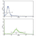 Flow cytometric analysis of HeLa cells using CD71 antibody (bottom histogram) compared to a negative control (top histogram). FITC-conjugated goat-anti-rabbit secondary Ab was used for the analysis.