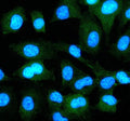 Immunofluorescent staining of EPS8 using anti-EPS8 antibody (green). EPS8 was detected in an immunocytochemical section of cells. Enzyme antigen retrieval was performed using IHC enzyme antigen retrieval reagent for 15 mins. The cells were blocked with 10% goat serum. And then incubated with 5 ug/ml rabbit anti-EPS8 antibody overnight at 4oC. DyLight 488 Conjugated Goat Anti-Rabbit IgG was used as secondary antibody at 1:500 dilution and incubated for 30 min at 37oC.
