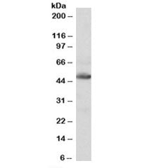 Western blot testing of human heart lysate with IDH2 antibody at 0.1ug/ml. Predicted molecular weight: 45-51 kDa (two isoforms).