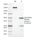 SDS-PAGE analysis of purified, BSA-free MUC5AC antibody (clone 58M1) as confirmation of integrity and purity.