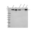 Western blot analysis of TAS1R1 using anti-TAS1R1 antibody. Electrophoresis was performed on a 10% SDS-PAGE gel at 80V (Stacking gel) / 120V (Resolving gel) for 2 hours. Lane 1: rat testis tissue lysates, Lane 2: rat C6 whole cell lysates, Lane 3: mouse testis tissue lysates, Lane 4: mouse brain tissue lysates, Lane 5: mouse Neuro-2a whole cell lysates. After electrophoresis, proteins were transferred to a nitrocellulose membrane at 150 mA for 50-90 min.