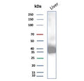 Western blot testing of human liver tissue lysate using AKR1C1 antibody (clone AKR1C1/9070). Predicted molecular weight ~37 kDa.